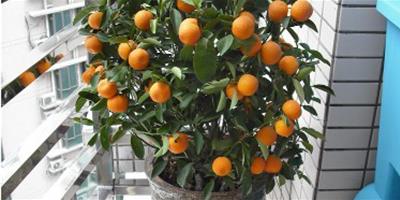 盆栽橘子的挑選方法