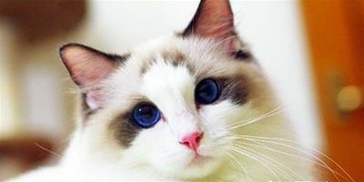 貓病毒性鼻氣管炎 貓病毒性鼻氣管炎需要的防治方法