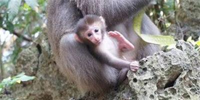 壽山15只獼猴遭毒死 愛猴團體舉辦告別式