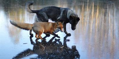 挪威寵物狗與狐狸嬉戲玩耍相親相愛