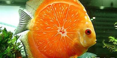 海水魚怎麼養 怎麼辨別海水魚的雌魚和雄魚