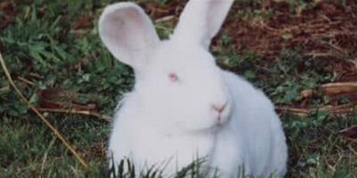 關於兔子吃什麼 冬天給較多乾草和兔糧