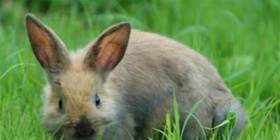 兔子吃胡蘿蔔嗎 不能長期吃胡蘿蔔
