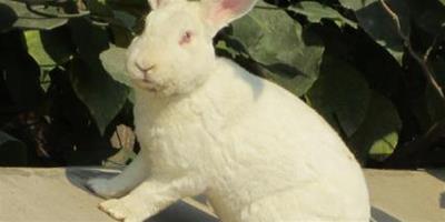 兔子吃什麼藥 預防球蟲病的方法