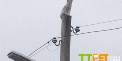 德國寵物貓被困電線杆頂，消防隊用數小時營救