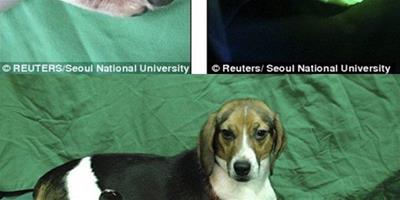 韓科學家培育轉基因狗 黑暗中發出綠色螢光