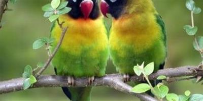 虎皮鸚鵡怎麼說話 最重要的是常跟他講話