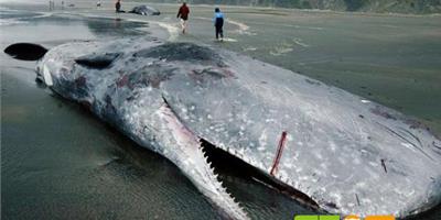 抹香鯨 齒鯨中最龐大的物種