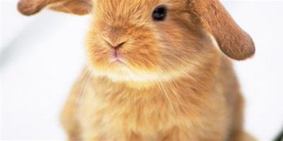 兔子吃人 避免給兔子餵食人吃的食物