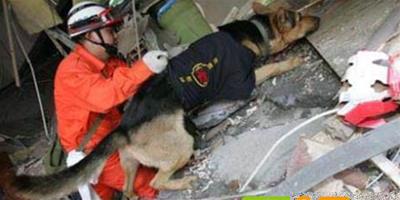 搜救犬救32條人命後犧牲