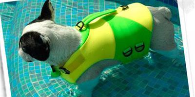 狗狗游泳有哪幾個注意事項呢？