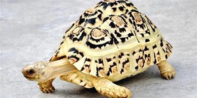 豹紋陸龜怎麼養？好養嗎？