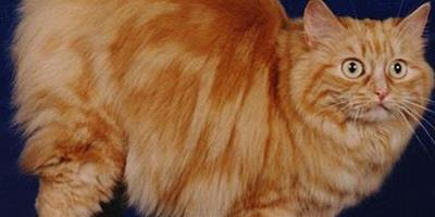 曼島貓的表兄妹——威爾士貓