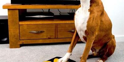 全球首款狗狗專用電視遙控器 明年上市