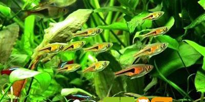 燈魚小瓜蟲病的預防和治療