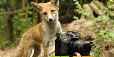頑皮小狐狸偷拍攝影師