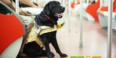 《無障礙環境建設條例》實施，公共場所對導盲犬說“YES”