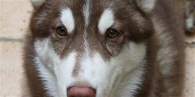 阿拉斯加雪橇犬為什麼不吃東西？什麼原因？
