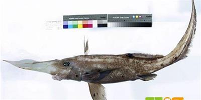 原生魚類――非洲長吻銀鮫