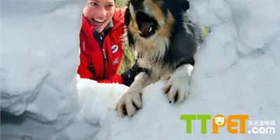 奧地利搜救犬參加雪崩搜救演練