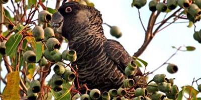 紅尾黑鳳頭鸚鵡的品種簡介