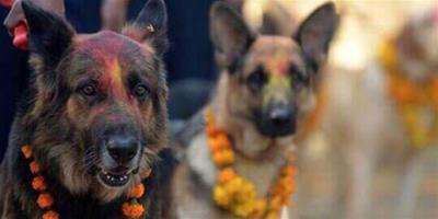 尼泊爾的提哈節，這一天狗狗如同帝王