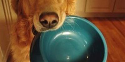 寵物狗狗“專用碗”如何選擇？