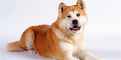 通過性格、外貌、毛色區分秋田犬和柴犬