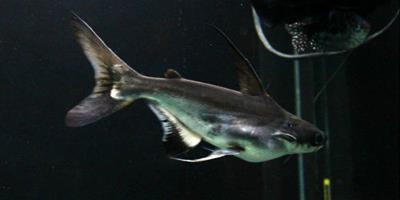 成吉思汗魚和藍鯊的區別