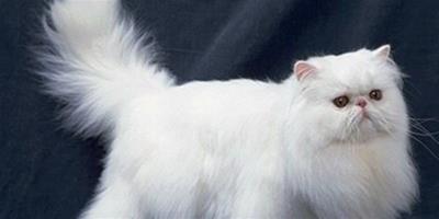 波斯貓外貌特點，長什麼樣子？