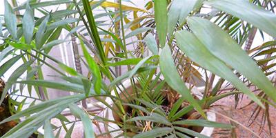 鳳尾竹的栽培要點