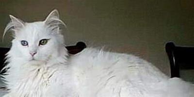 喜歡水的貓——土耳其梵科迪斯貓