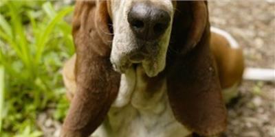 狗糧能更換牌子嗎？對狗狗有影響嗎？