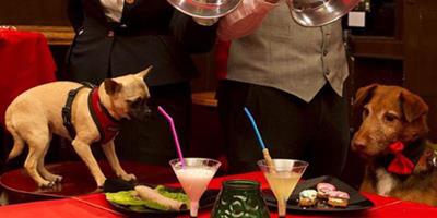 澳洲餐廳為寵物狗推出“狗狗功能表” 受顧客熱捧