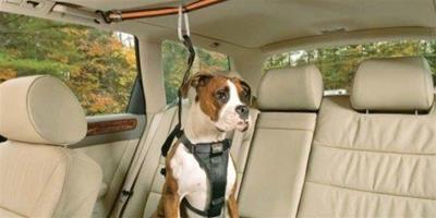 “自動拉帶”讓寵物狗坐車更安全