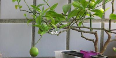 檸檬籽能種出檸檬樹嗎