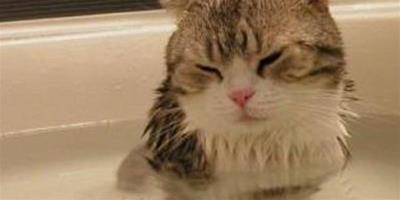 如何給幼貓洗澡 以正確的方式洗澡