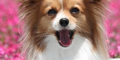 狗狗為什麼吐舌頭？什麼原因？