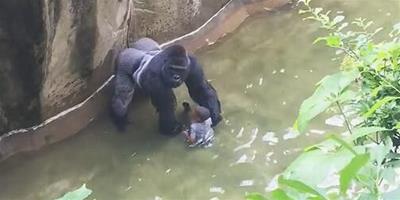 小男孩不慎跌入猩猩園中 發生的事情讓人冒汗