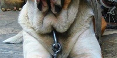 聖伯納犬吃肝臟好不好？有什麼影響？