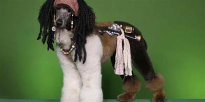美國舉行貴婦狗化妝大賽，小狗華麗轉身驚豔登場