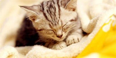 貓咪習性：奇特的睡眠