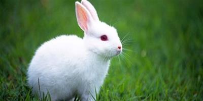兔子不吃草的原因
