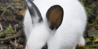 小兔子怎麼喂 兔子的居住環境要衛生