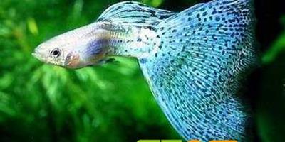 孔雀魚易患病的預防和治療方法