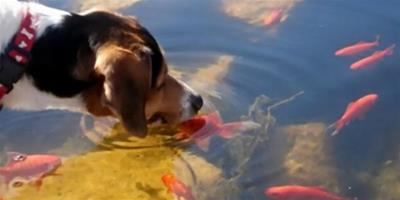 狗狗可以吃魚嗎?吃魚肉有好處？