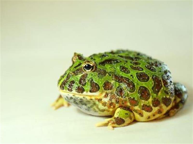 「角蛙」的圖片搜尋結果