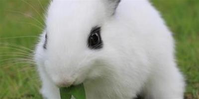 兔子能吃什麼不能吃什麼 注意合理餵食
