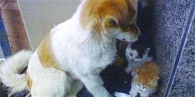 流浪狗收養小流浪貓，當貓咪不見時它的反應讓人嘖嘖稱奇
