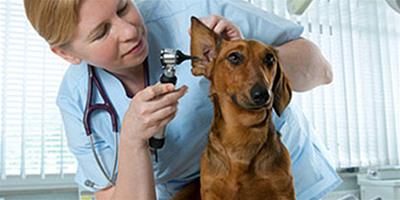寵物狗體檢項目有什麼？怎麼收費的？